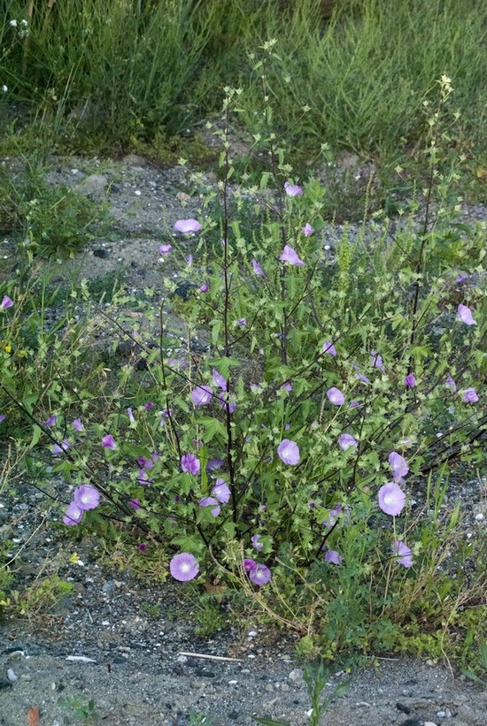 Malva punctata